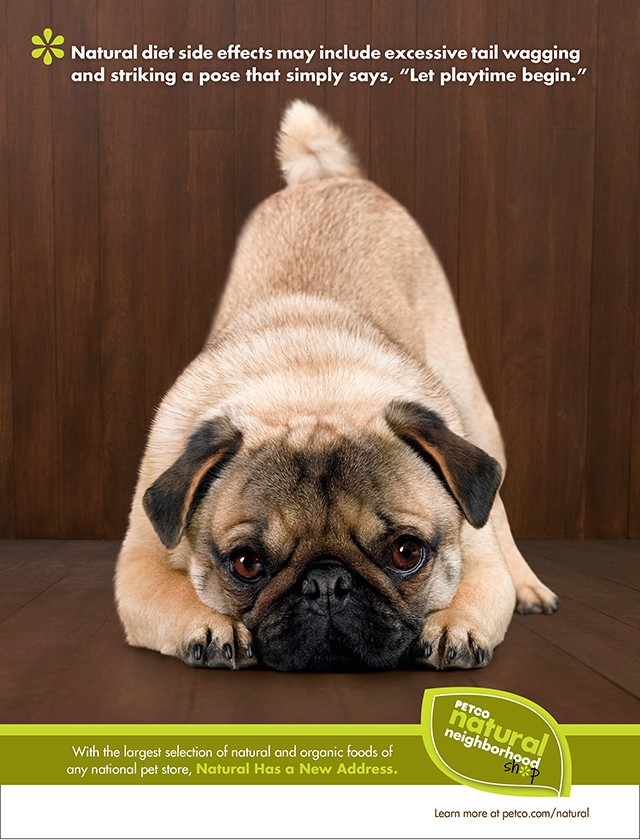 pug advert petco quot neighborhood shop quot jason fontana pug advert petco quot neighborhood shop quot jason fontana